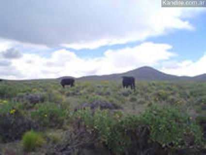 Campos 9.000 ha