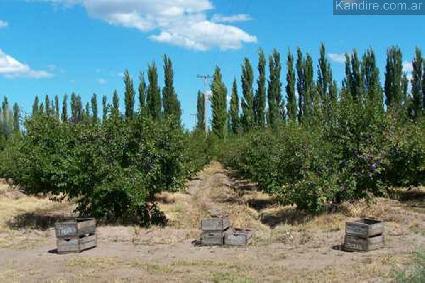 Emprendimiento agroindustrial