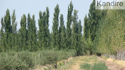 FINCA 12HAS