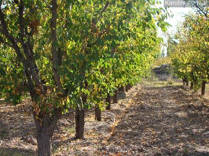 Finca 10 ha Cuadro Benegas