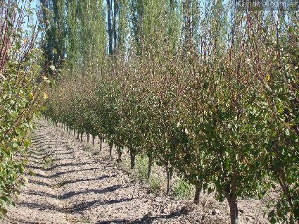 Finca 6.7 ha Rama Caída