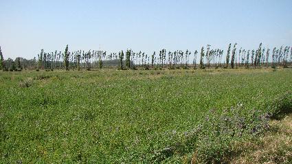 Campo 577 ha Cuadro Bombal