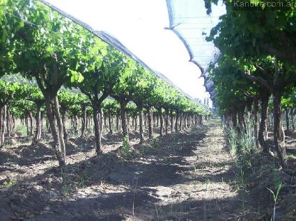 Finca en El Cerrito - San Rafael