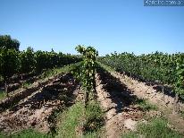 Fincas