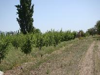 finca