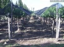 Fincas