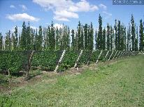 Fincas