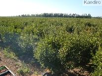 producción de ciruelas