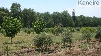 finca