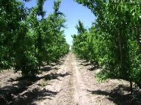 Fincas