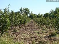 Fincas