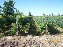 finca