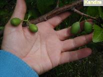 Finca 16 ha- ciruelas D´Agen