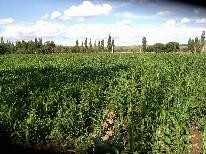 Fincas
