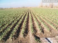 Finca 577 ha A