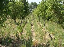 finca