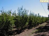 Finca 20 ha ciruelas D´Agen y Membrillos