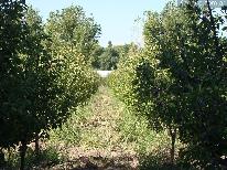 Fincas
