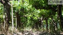 finca