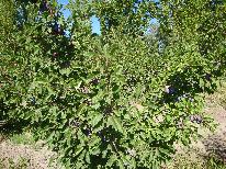 producción de ciruelas