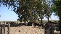 Campo 500 ha - corrales B