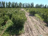 producción de ciruelas