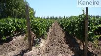 finca