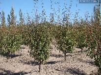 Finca 6.7 ha Rama Caída
