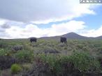 Campos 9.000 ha