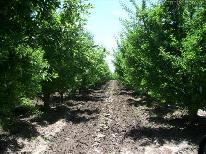 Fincas