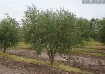 Fincas