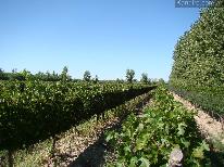 Fincas