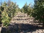 Finca 1.8 ha Cuadro Benegas