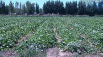 Fincas