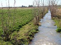 Finca 1.036 ha- riego