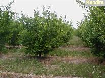 Ciruelas D´Agen 20 ha
