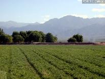 Fincas