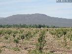 Finca 145 ha Los Claveles