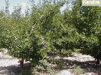 Finca 20 ha ciruelas y membrillos