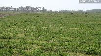 Campo 500 ha - alfalfa c