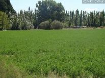 Finca Las Malvinas 54 ha