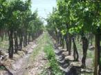 Finca 24 ha Tunuyan