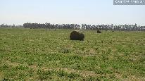 Campo 500 ha - alfalfa B