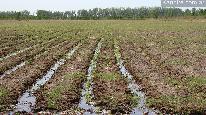 Campo 500 ha - riego
