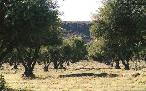 Finca 24 ha Rama Caída