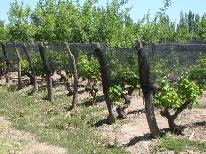 finca