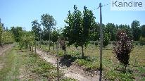 finca