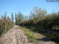 Finca 6.7 ha Rama Caída