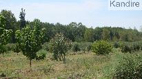 finca