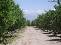 Fincas